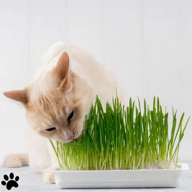 Agviv %100 Doğal Kedi Çimi 50 gr (Sadece Tohumdur