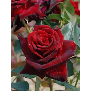 Fide Market 1 Adet Gül Fidanı Bordo Açık Kök Kokulu