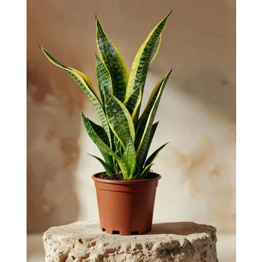 Gardenkoala Paşa Kılıcı – Sansevieria Trifasciata ‘superba' – 14 cm